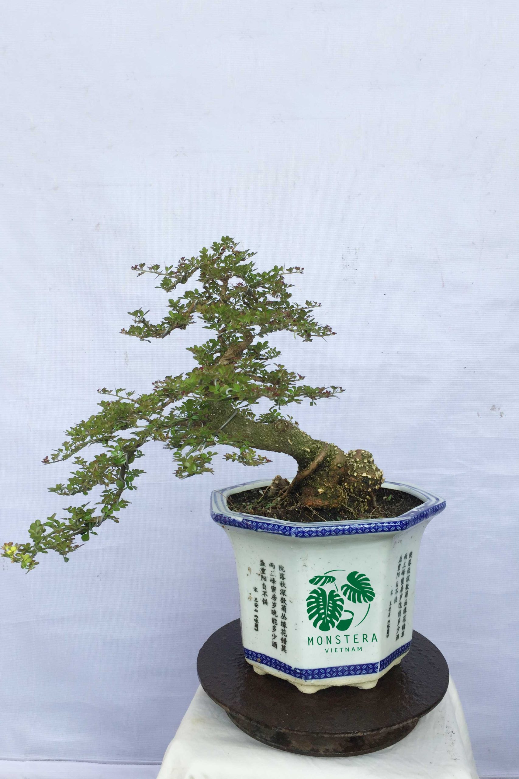can-thang-bonsai-lon-monsteravietnam.com-1