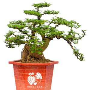 Cây cần thăng bonsai lớn