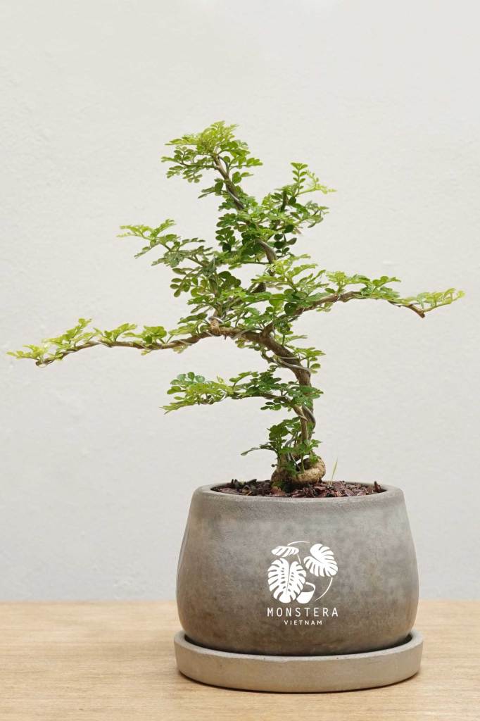 can-thang-bonsai-monsteravietnam-com-0