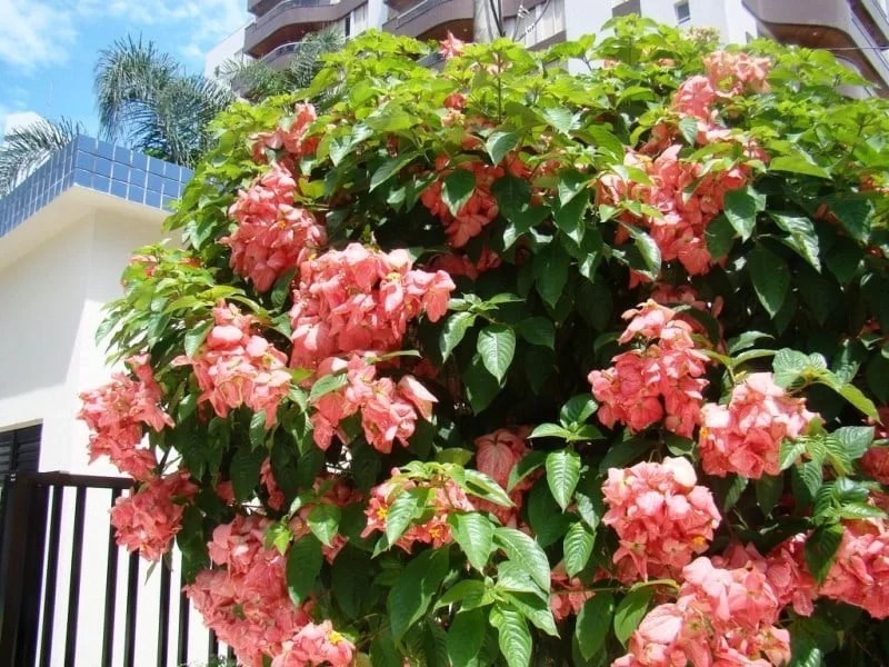 cay-buom-hong-monsteravietnam-com-1