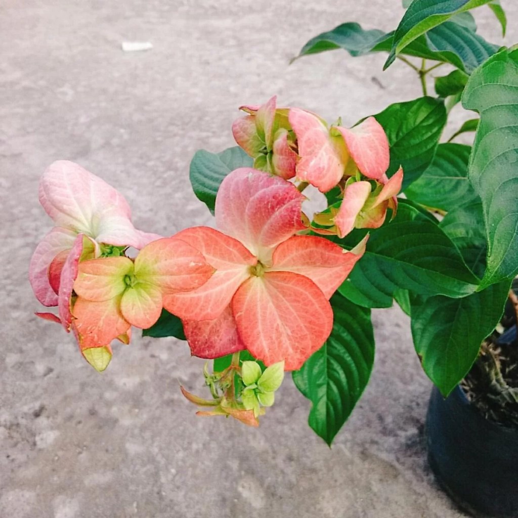 cay-buom-hong-monsteravietnam-com-2
