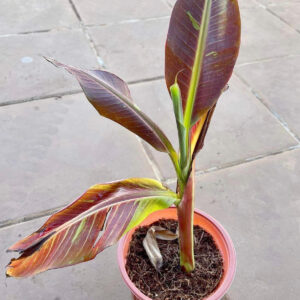Cây chuối musa siam ruby bầu đất