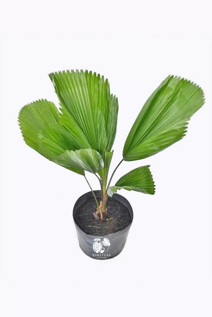 cay-co-nhat-bau-dat-monsteravietnam-com-1-1