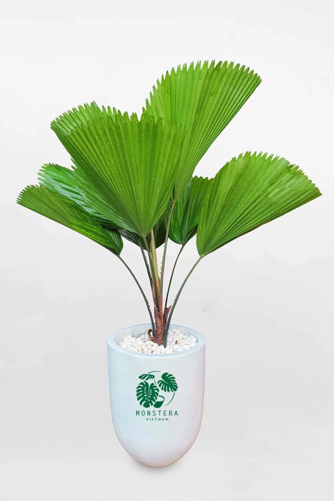 cay-co-nhat-monsteravietnam-com-0