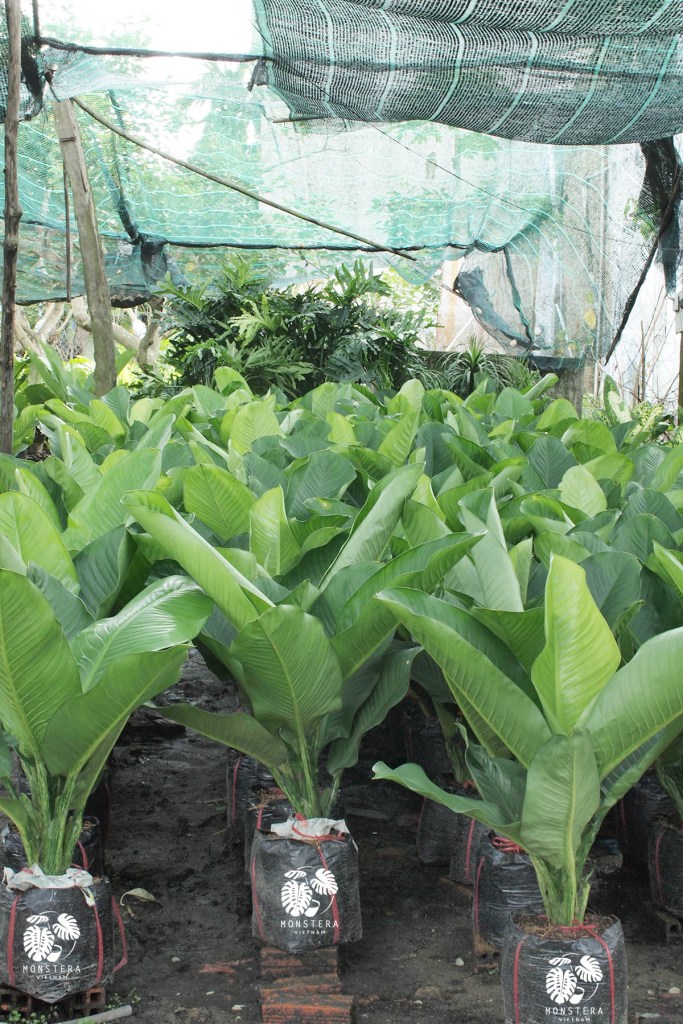 cay-dai-phu-gia-monsteravietnam-com-1-1