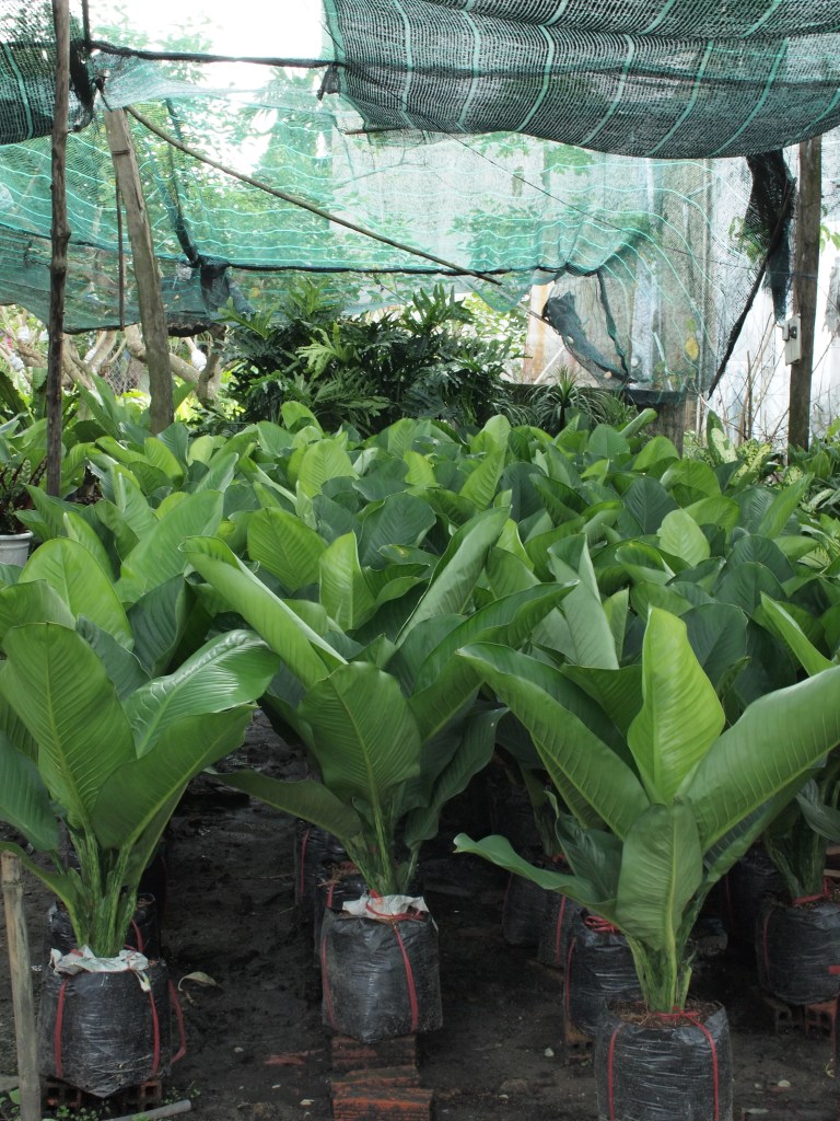 cay-dai-phu-gia-monsteravietnam-com-16