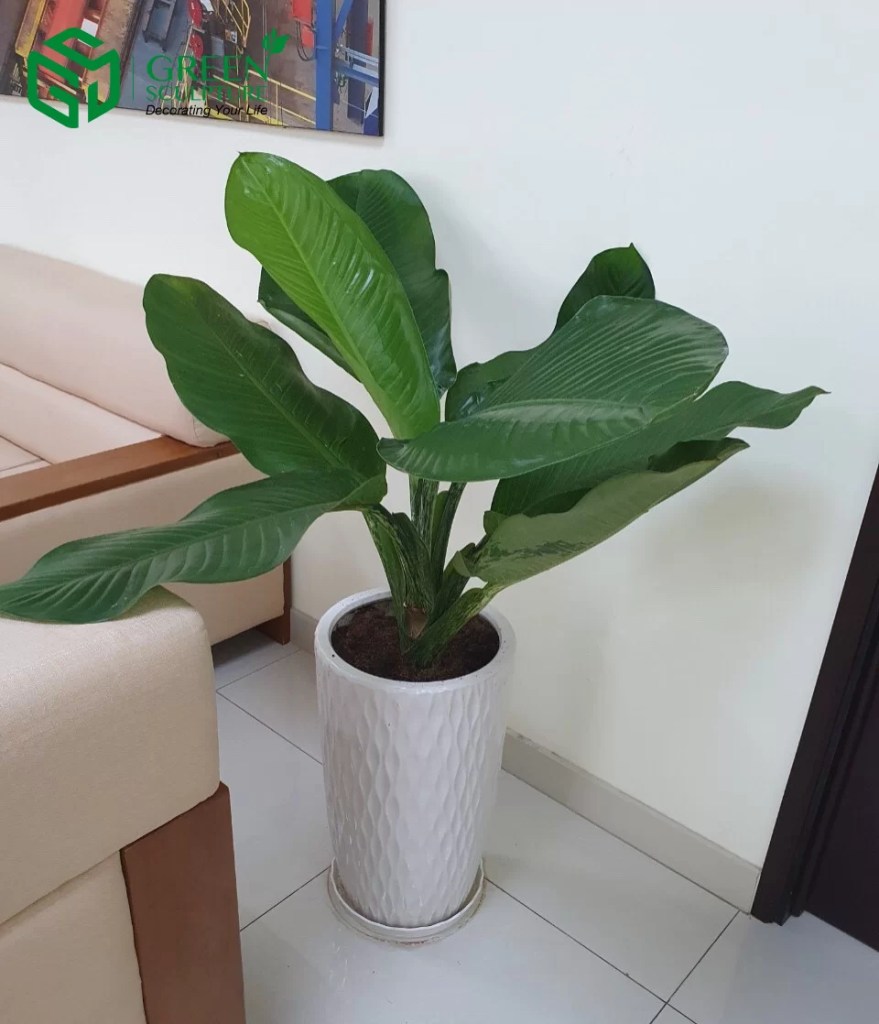 cay-dai-phu-gia-monsteravietnam-com-2-1