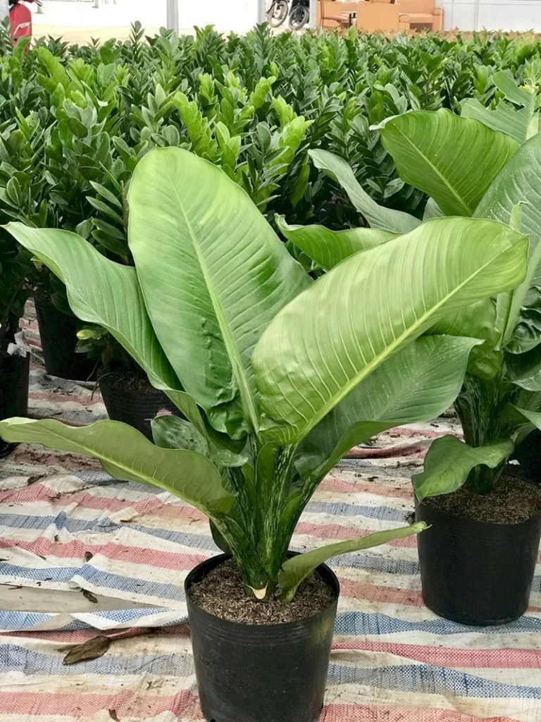 cay-dai-phu-gia-monsteravietnam-com-5