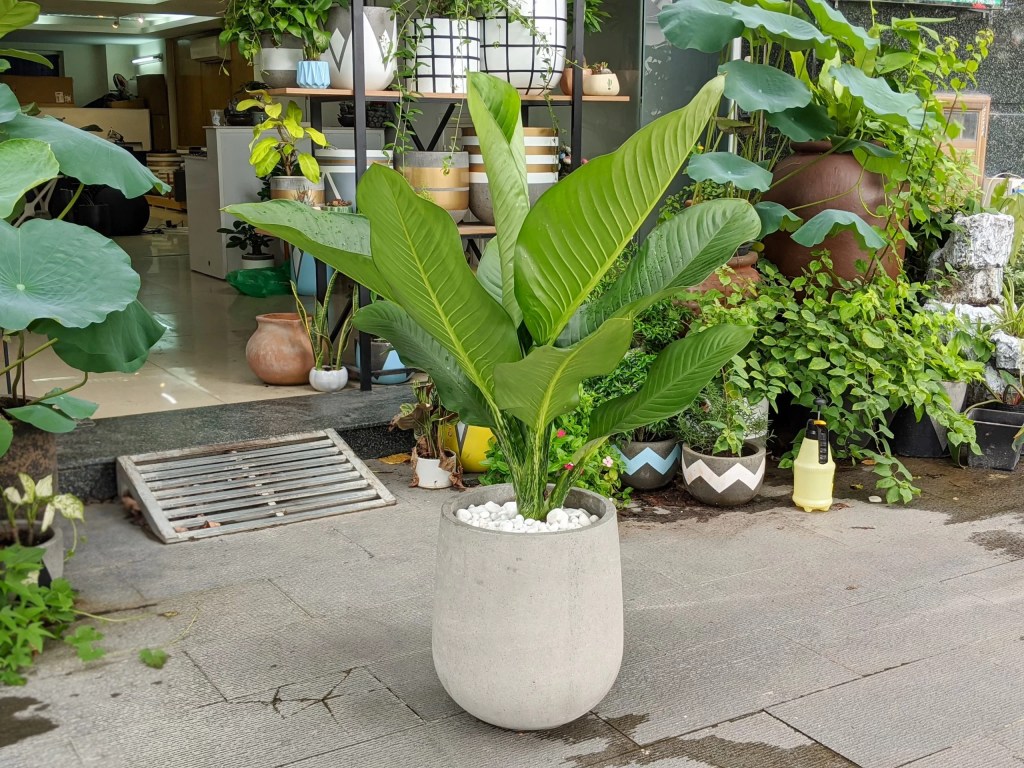 cay-dai-phu-gia-monsteravietnam-com-6-1