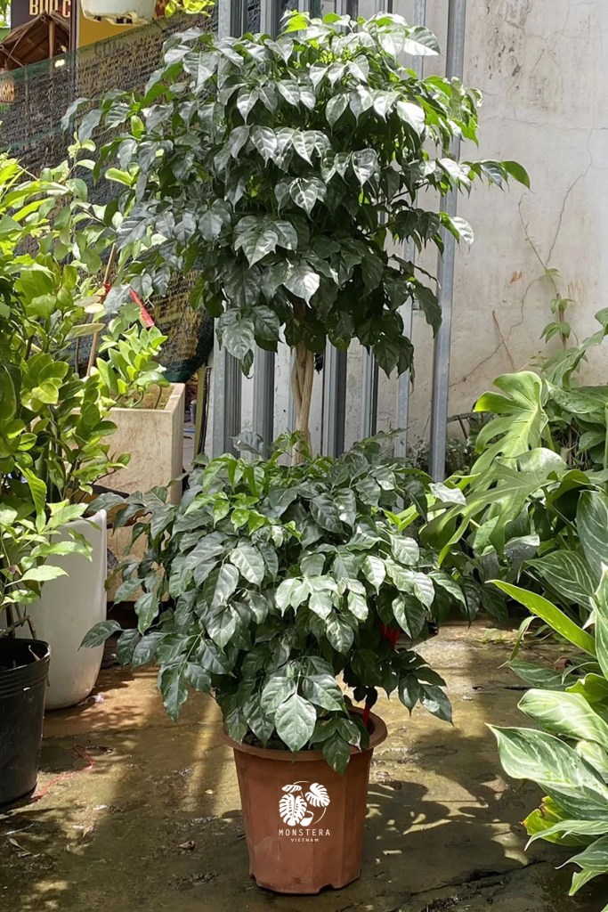 cay-hanh-phuc-hai-tang-bau-dat-monsteravietnam-com-1-1