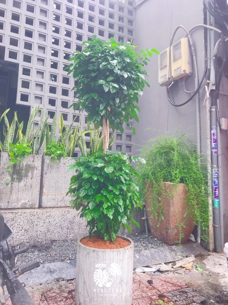 cay-hanh-phuc-hai-tang-monsteravietnam-com-3-1