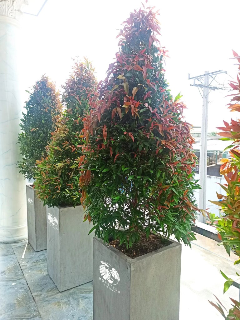 cay-hong-loc-monsteravietnam-com-4-1