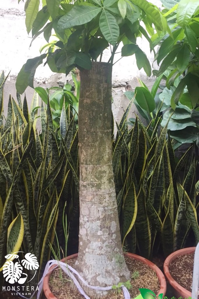 cay-kim-ngan-goc-bau-dat-monsteravietnam-com-1-1