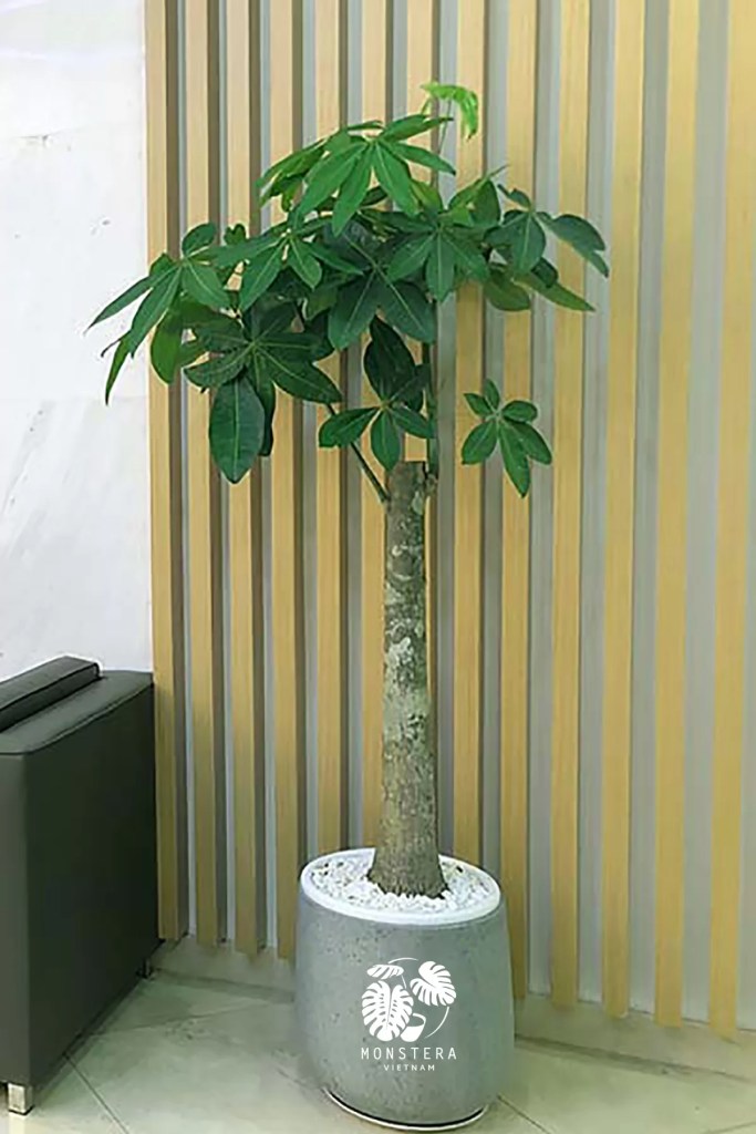 cay-kim-ngan-goc-monsteravietnam-com-1-1