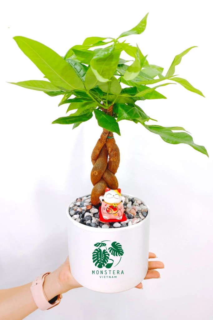 cay-kim-ngan-that-bim-monsteravietnam-com-0-2