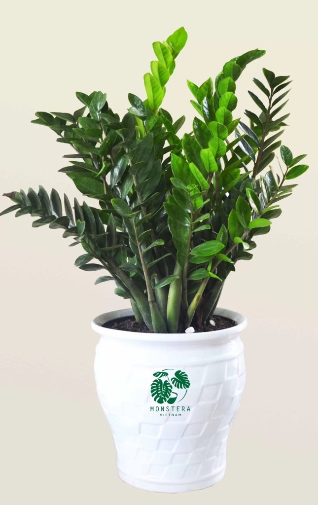cay-kim-phat-tai-monsteravietnam-com-5-1