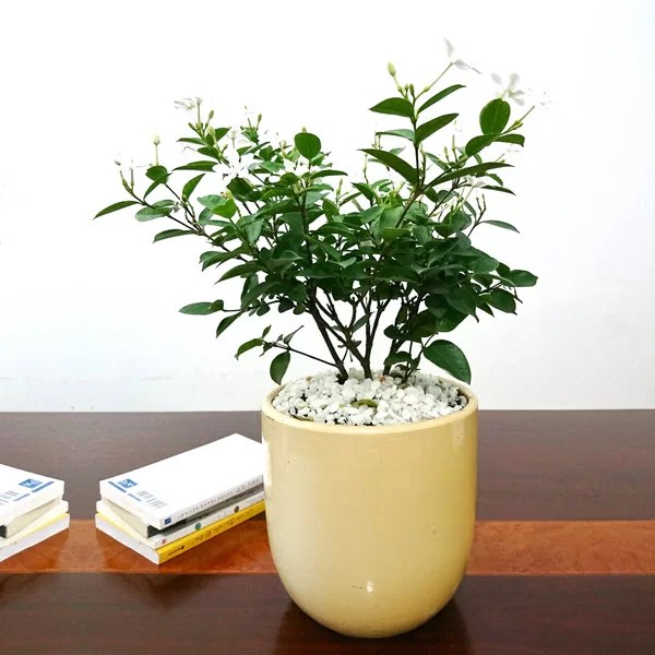 cay-mai-chi-thien-monsteravietnam-com-4-1