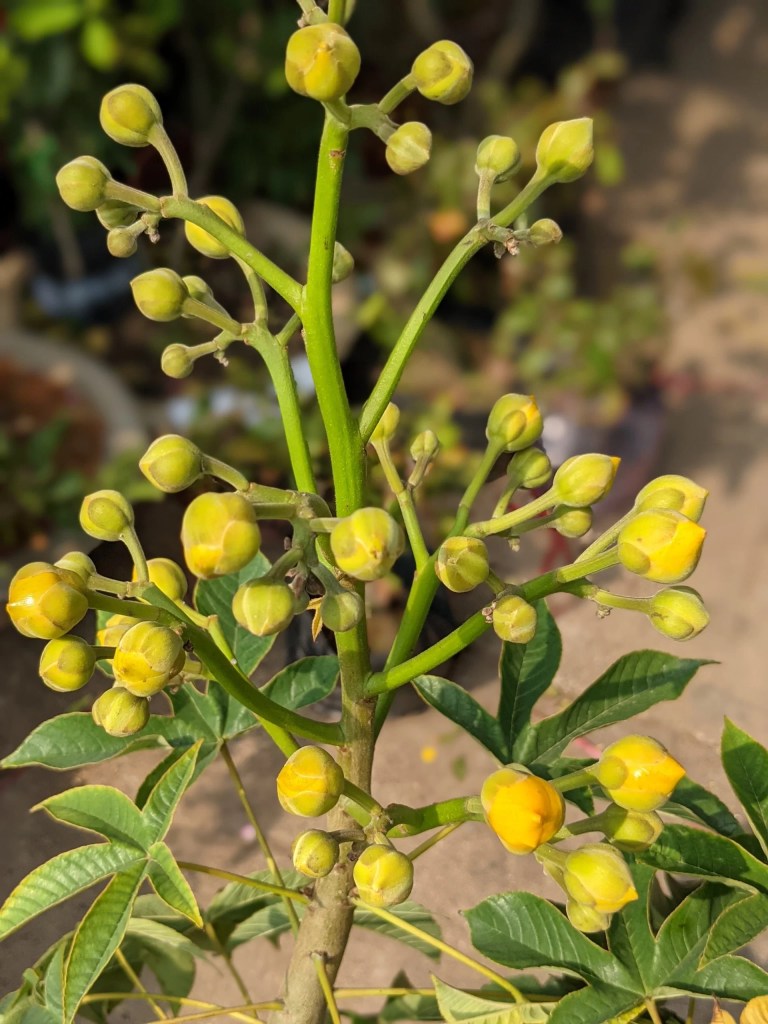 cay-mai-hoa-dang-monsteravietnam-com-4