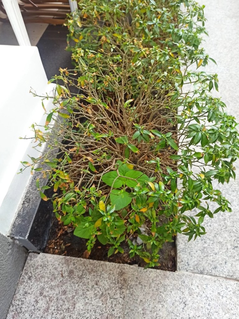cay-mai-van-phuc-bi-sau-benh-2