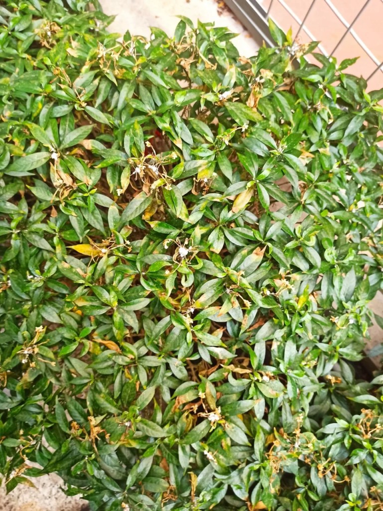 cay-mai-van-phuc-bi-sau-benh-3