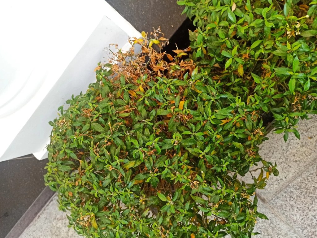 cay-mai-van-phuc-bi-sau-benh-4-1