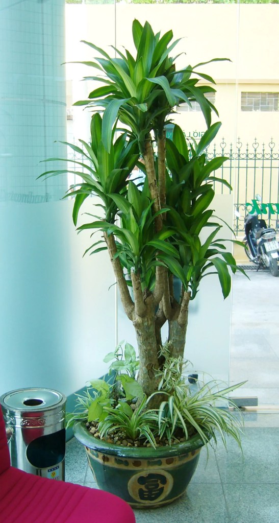 cay-phat-tai-goc-lon-monsteravietnam-com-4