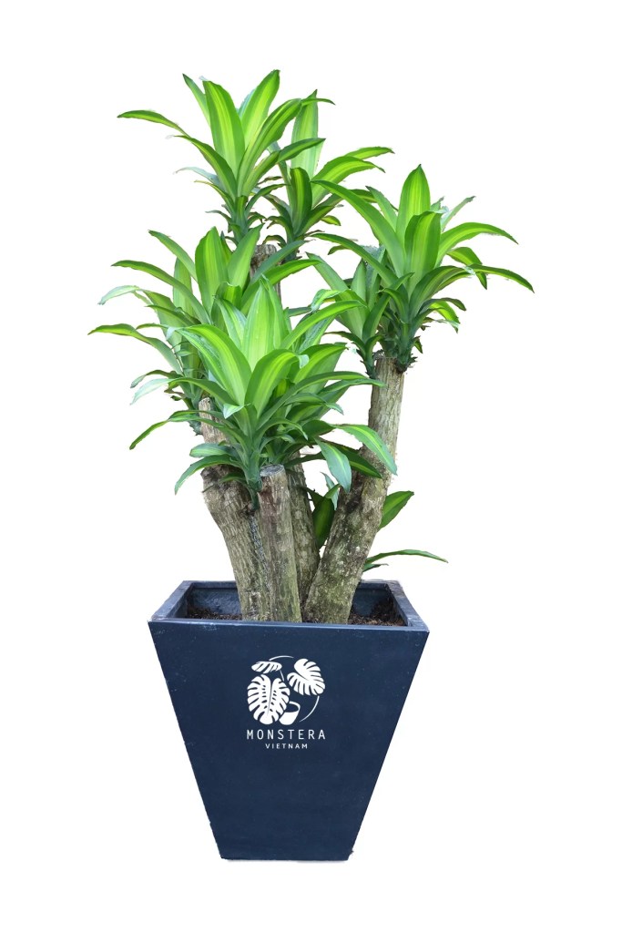 cay-phat-tai-goc-monsteravietnam-com-0-1