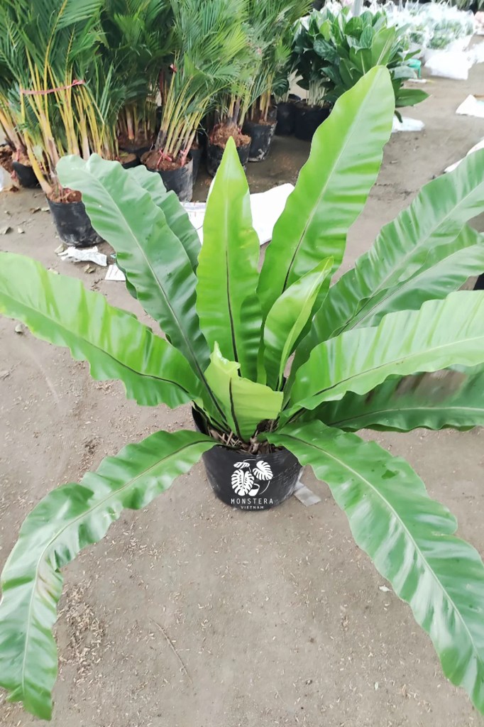 cay-rang-o-phung-lon-bau-dat-monsteravietnam-com-1-1