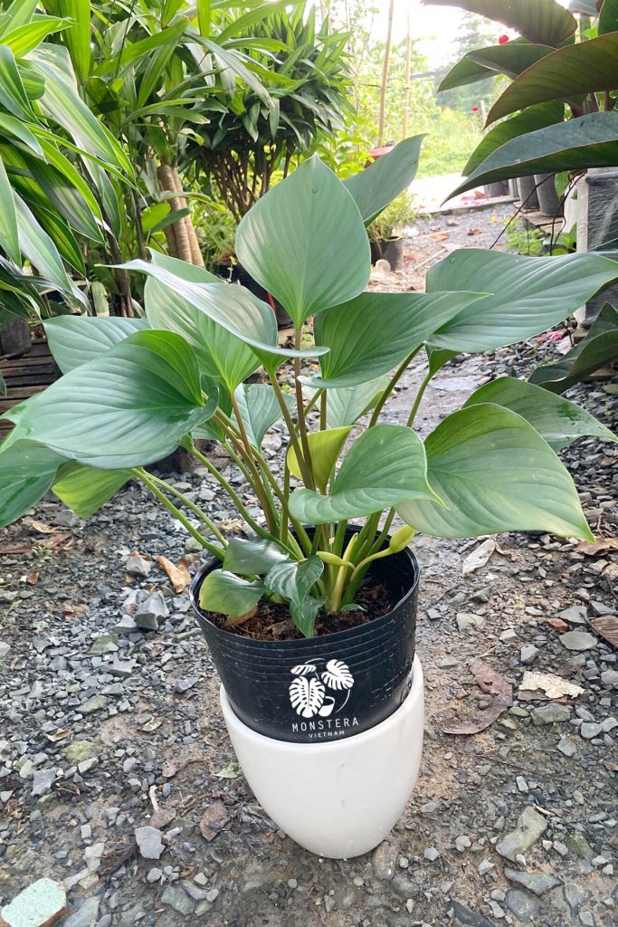 cay-thanh-tam-bau-dat-monsteravietnam-com-0-1