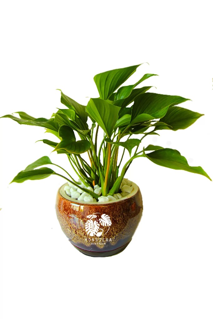 cay-thanh-tam-monsteravietnam-com-0-1