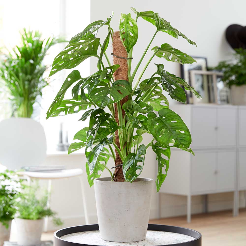 cay-trau-ba-la-lo-monstera-monsteravietnam-com-6
