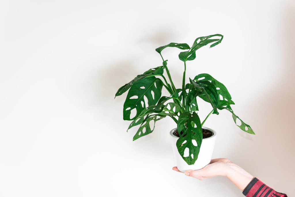 cay-trau-ba-la-lo-monstera-monsteravietnam-com-7