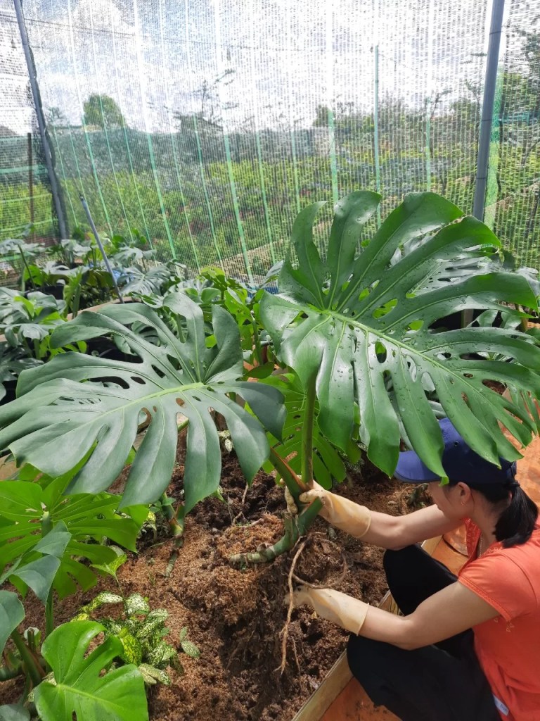 cay-trau-ba-la-rach-monstera-deliciosa-monsteravietnam-com-1