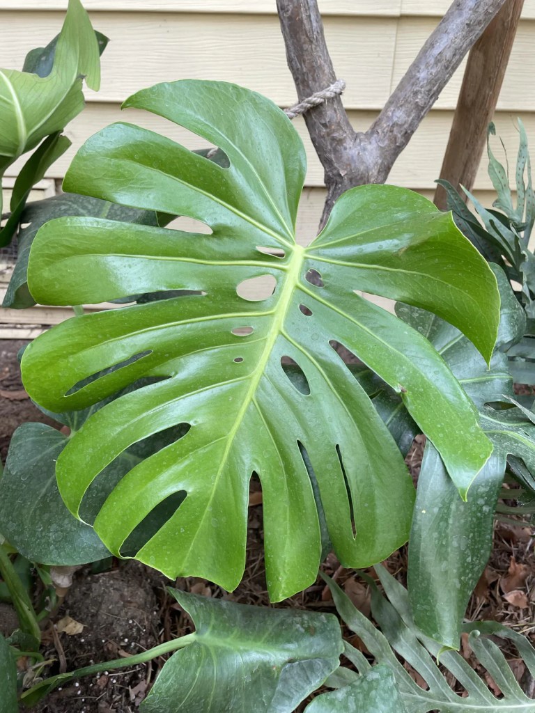 cay-trau-ba-la-rach-monstera-deliciosa-monsteravietnam-com-10-jpg
