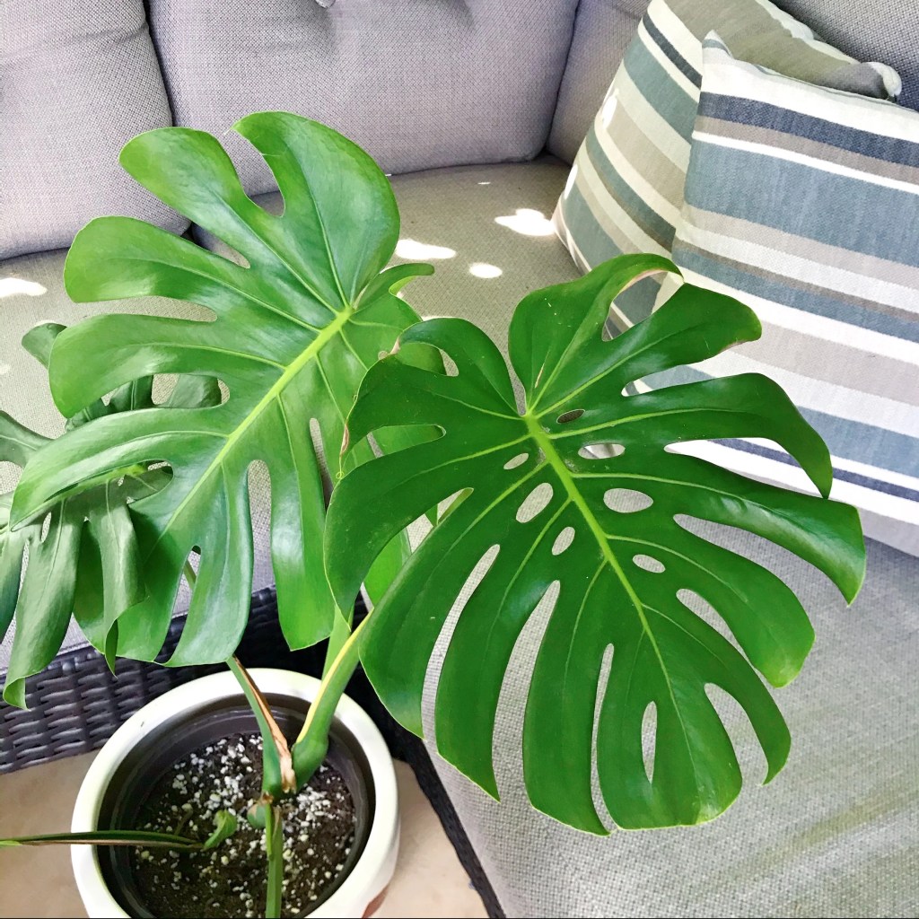 cay-trau-ba-la-rach-monstera-deliciosa-monsteravietnam-com-2-jpg