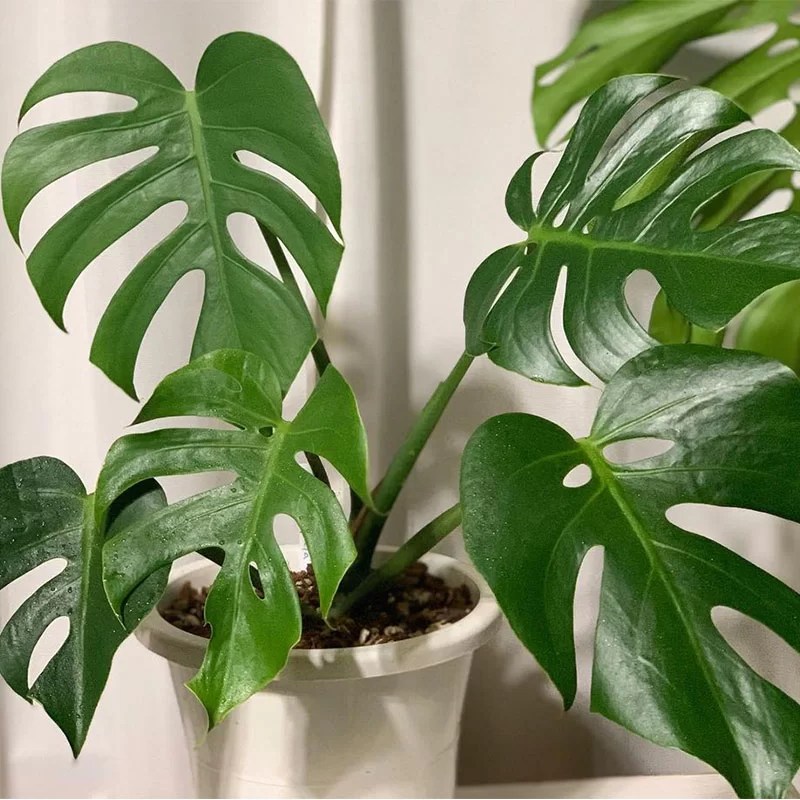 cay-trau-ba-la-rach-monstera-deliciosa-monsteravietnam-com-3