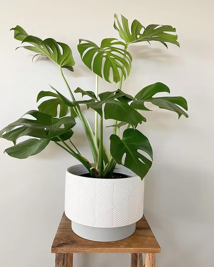 cay-trau-ba-la-rach-monstera-deliciosa-monsteravietnam-com-4