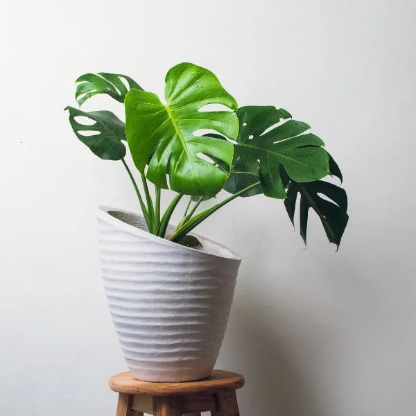 cay-trau-ba-la-rach-monstera-deliciosa-monsteravietnam-com-5-jpg