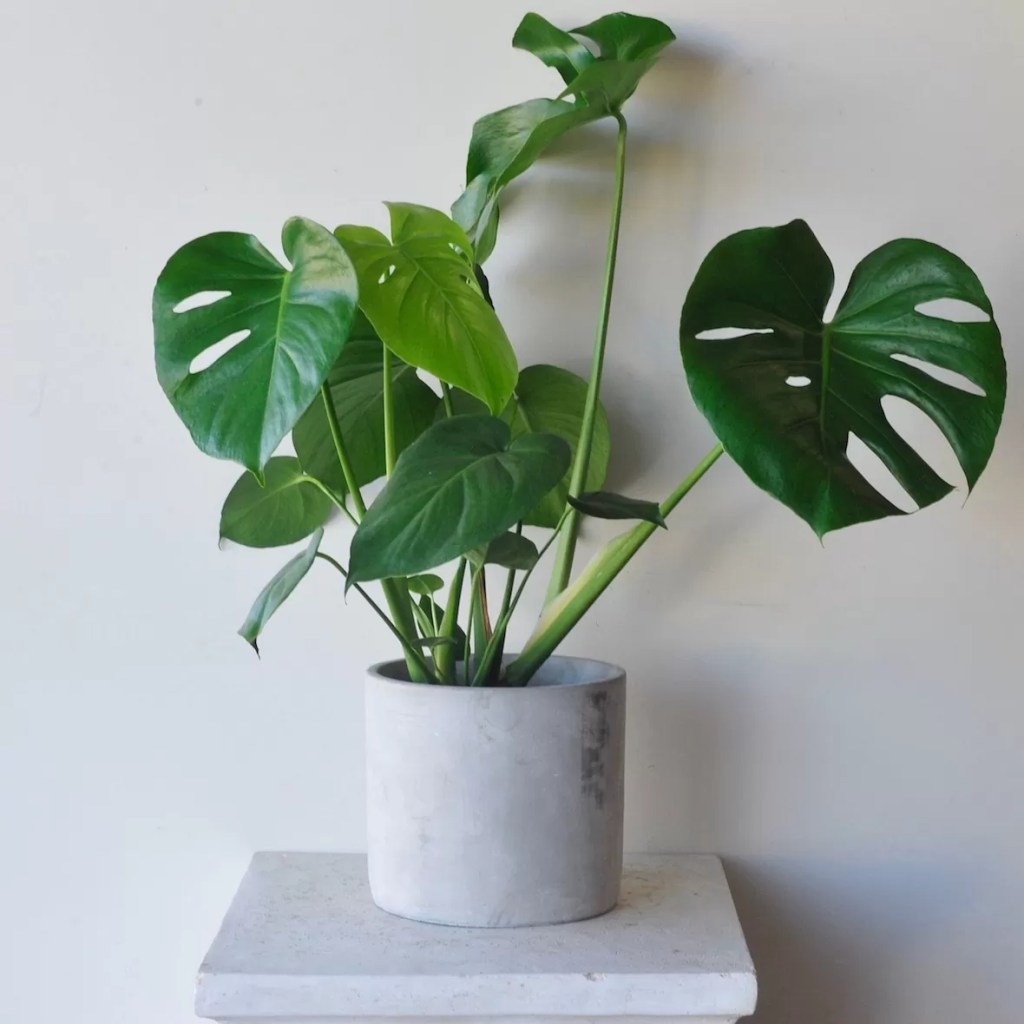 cay-trau-ba-la-rach-monstera-deliciosa-monsteravietnam-com-6-jpg