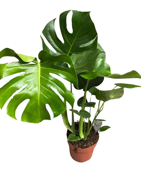 cay-trau-ba-la-rach-monstera-deliciosa-monsteravietnam-com-7-png