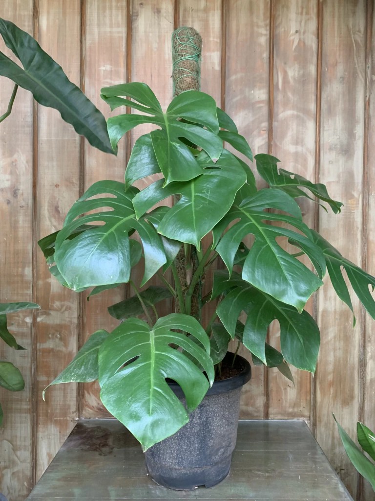 cay-trau-ba-la-rach-monstera-deliciosa-monsteravietnam-com-8