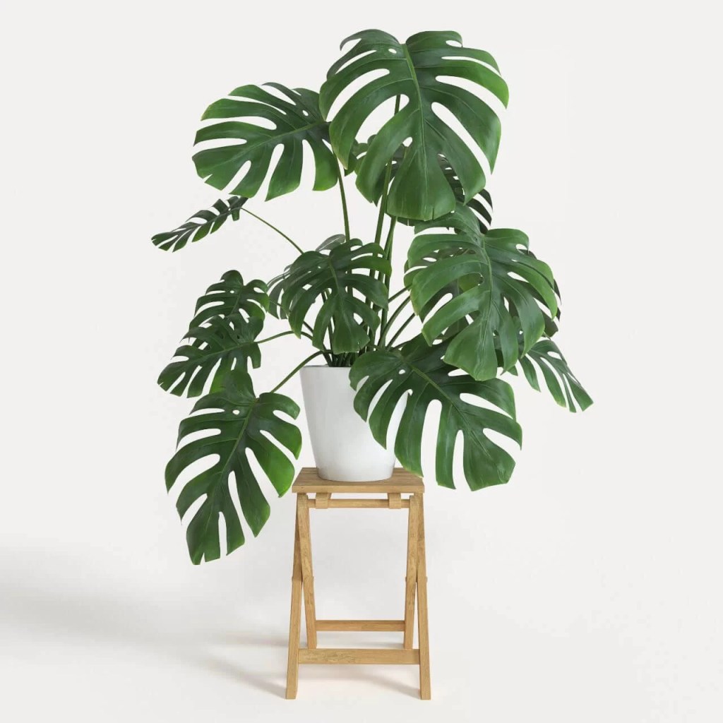 cay-trau-ba-la-rach-monstera-deliciosa-monsteravietnam-com-9-1
