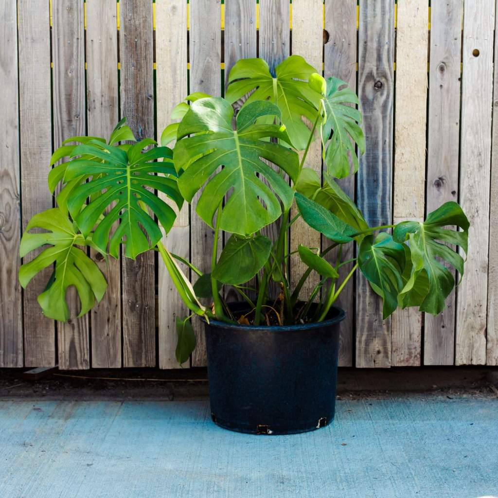 cay-trau-ba-la-xe-monstera-monsteravietnam-com-0-1