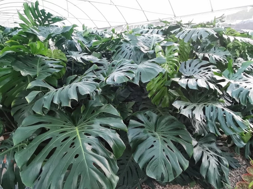cay-trau-ba-la-xe-monstera-monsteravietnam-com-1-1-1