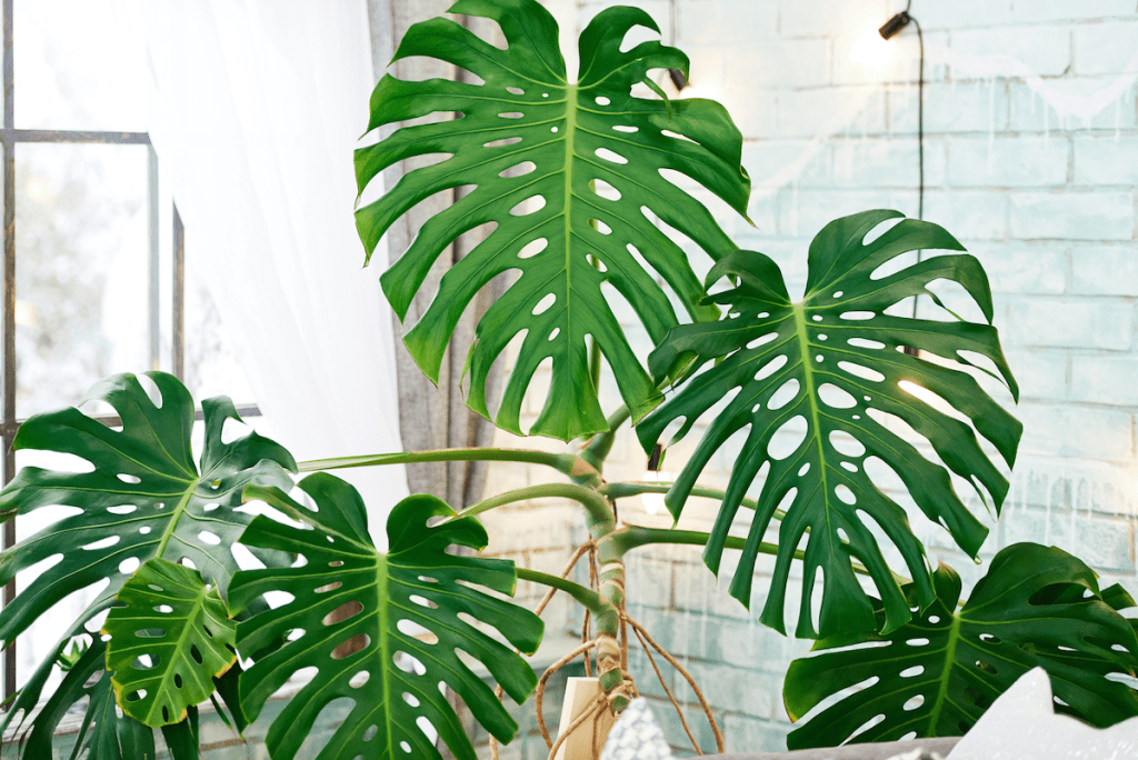 cay-trau-ba-la-xe-monstera-monsteravietnam-com-11-jpg