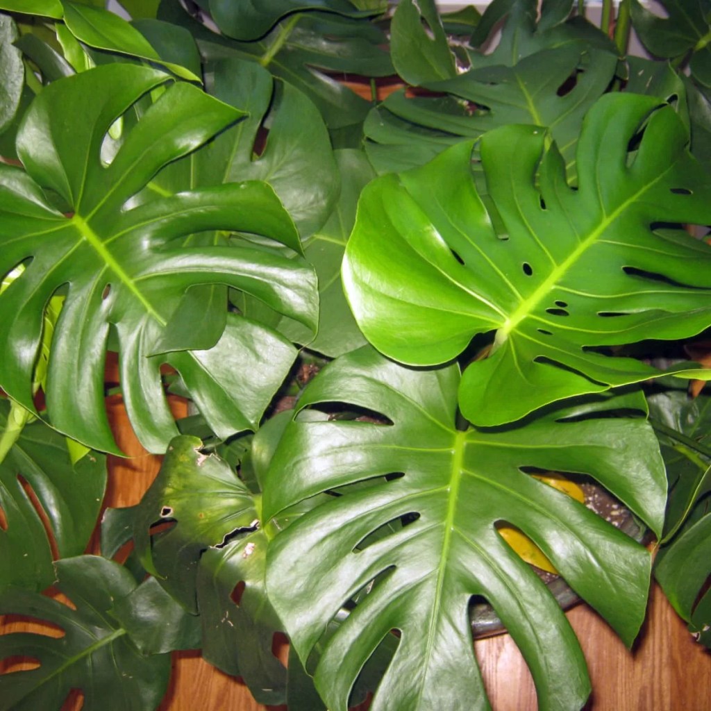 cay-trau-ba-la-xe-monstera-monsteravietnam-com-12