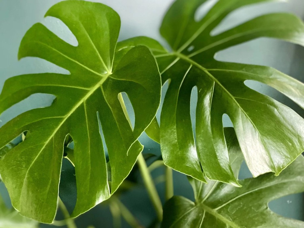 cay-trau-ba-la-xe-monstera-monsteravietnam-com-14-1
