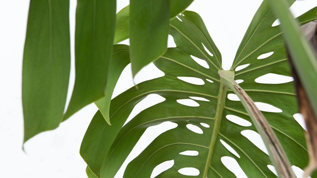 cay-trau-ba-la-xe-monstera-monsteravietnam-com-15