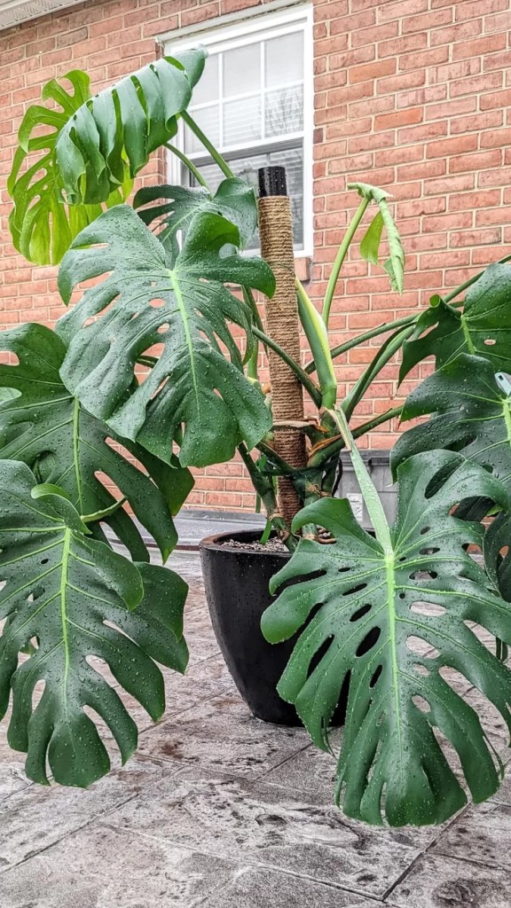 cay-trau-ba-la-xe-monstera-monsteravietnam-com-16-1