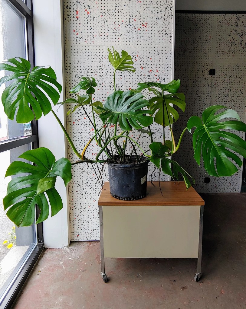 cay-trau-ba-la-xe-monstera-monsteravietnam-com-17-jpg-1